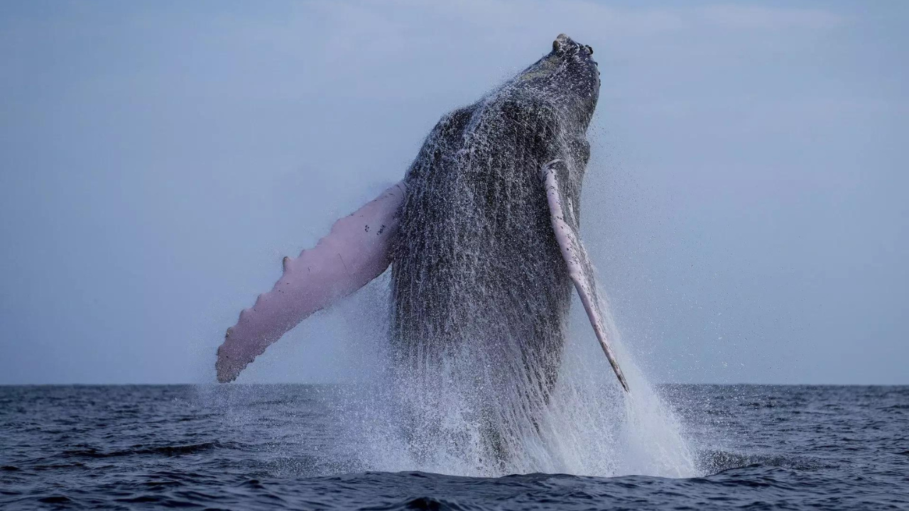 Humpback whale sets record with over 13,000 km travel in search of mate