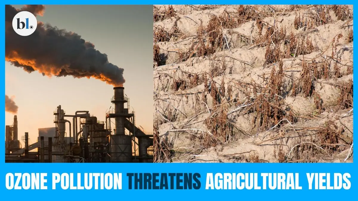 Ozone pollution threatens agricultural yields, posing major risks to crop production