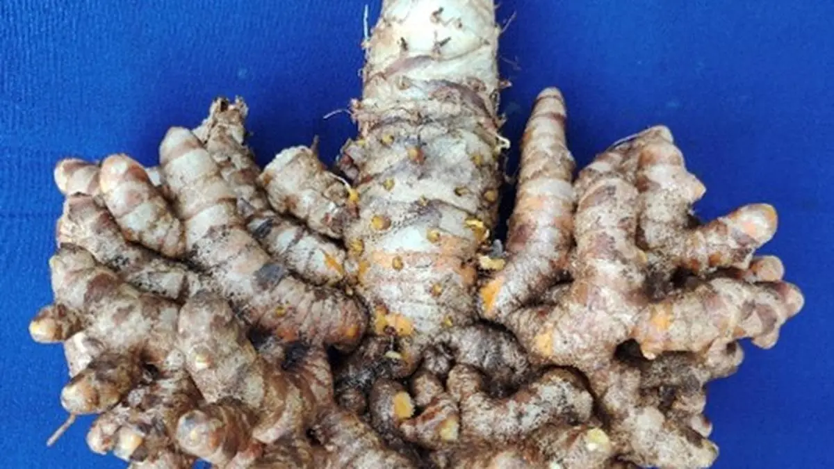 Indian Institute of Spices Research develops new turmeric variety