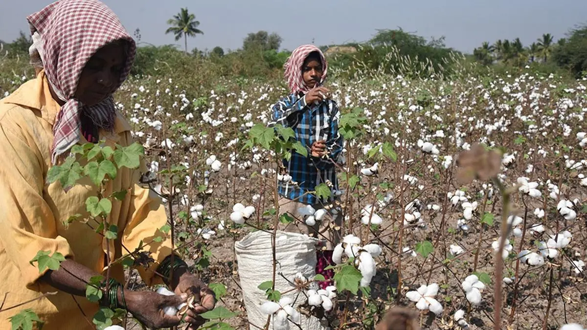 Cotton may lose ground to maize in central India this kharif