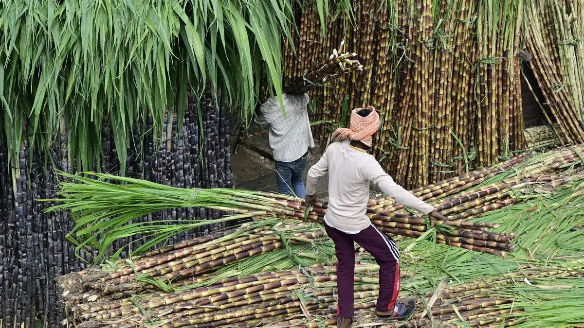 Sugar production falls 18% as most mills close crushing season early