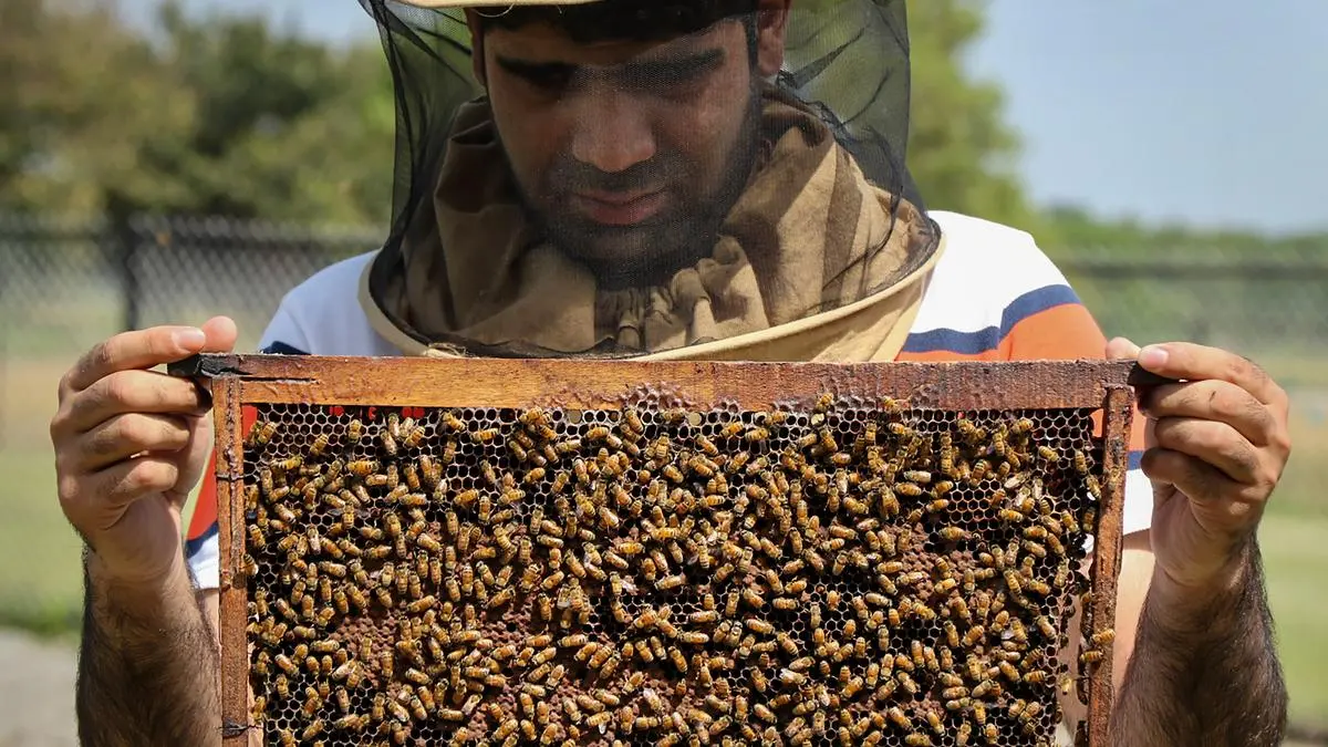 Apiculture growth transform J &K’s apiculture landscape