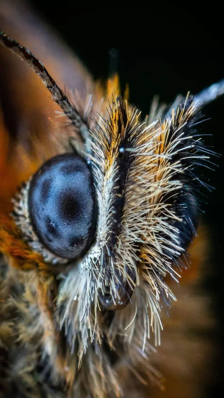 10 animals with the most beautiful eyes