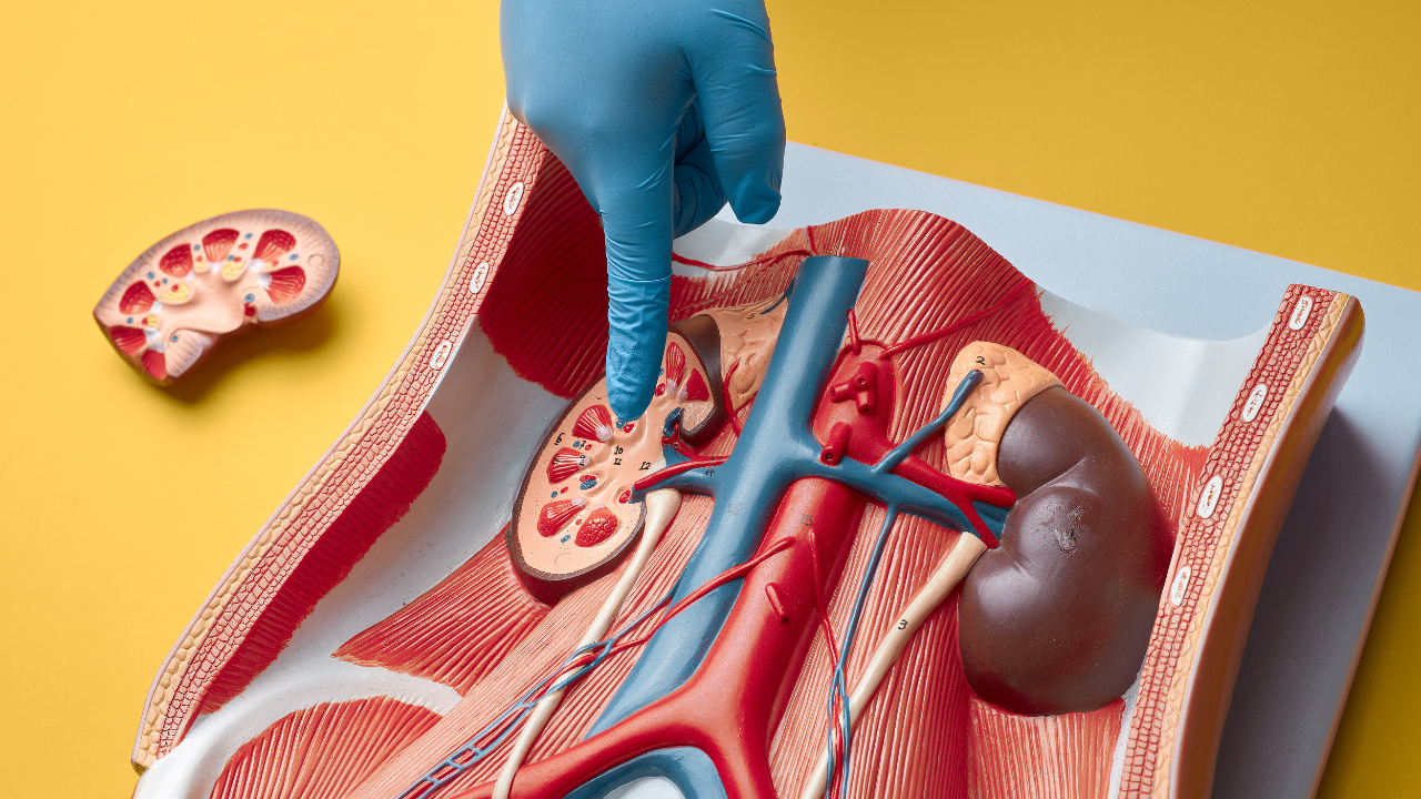 5 worst drinks that damage the kidneys with every sip