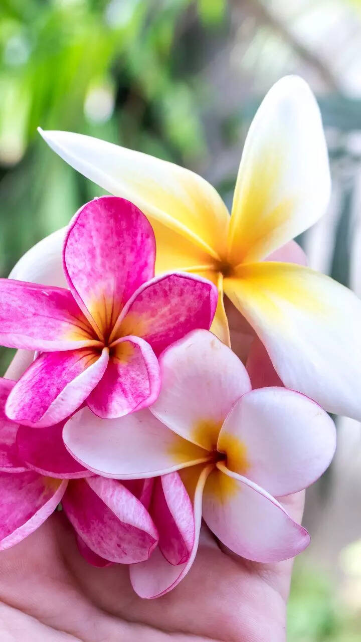10 flowers that will fill the home with a sweet scent and a burst of colours