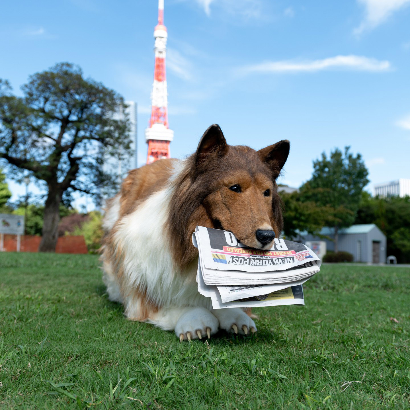 Toco the ‘human collie’ who lives in K dog suit may be forced to close his human ‘zoo’