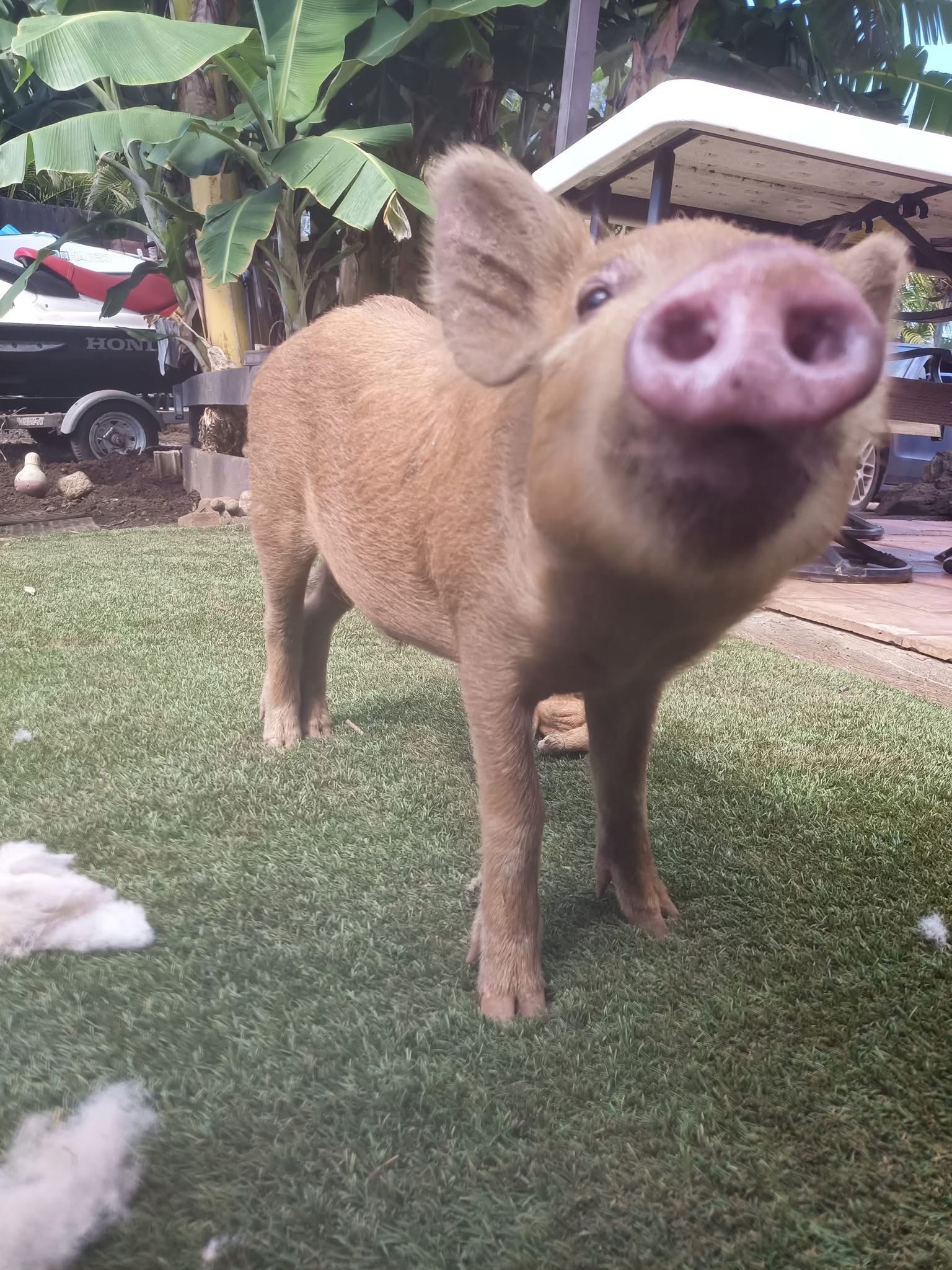 Hawaii teen facing 10-year sentence for stealing pet pig, killing it for k hunting contest prize