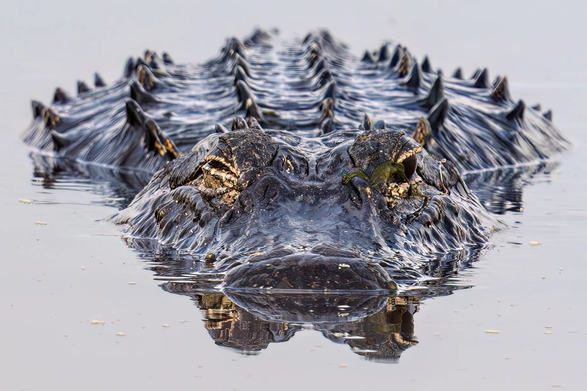 Florida is perfect for elderly people — even the gators wear dentures