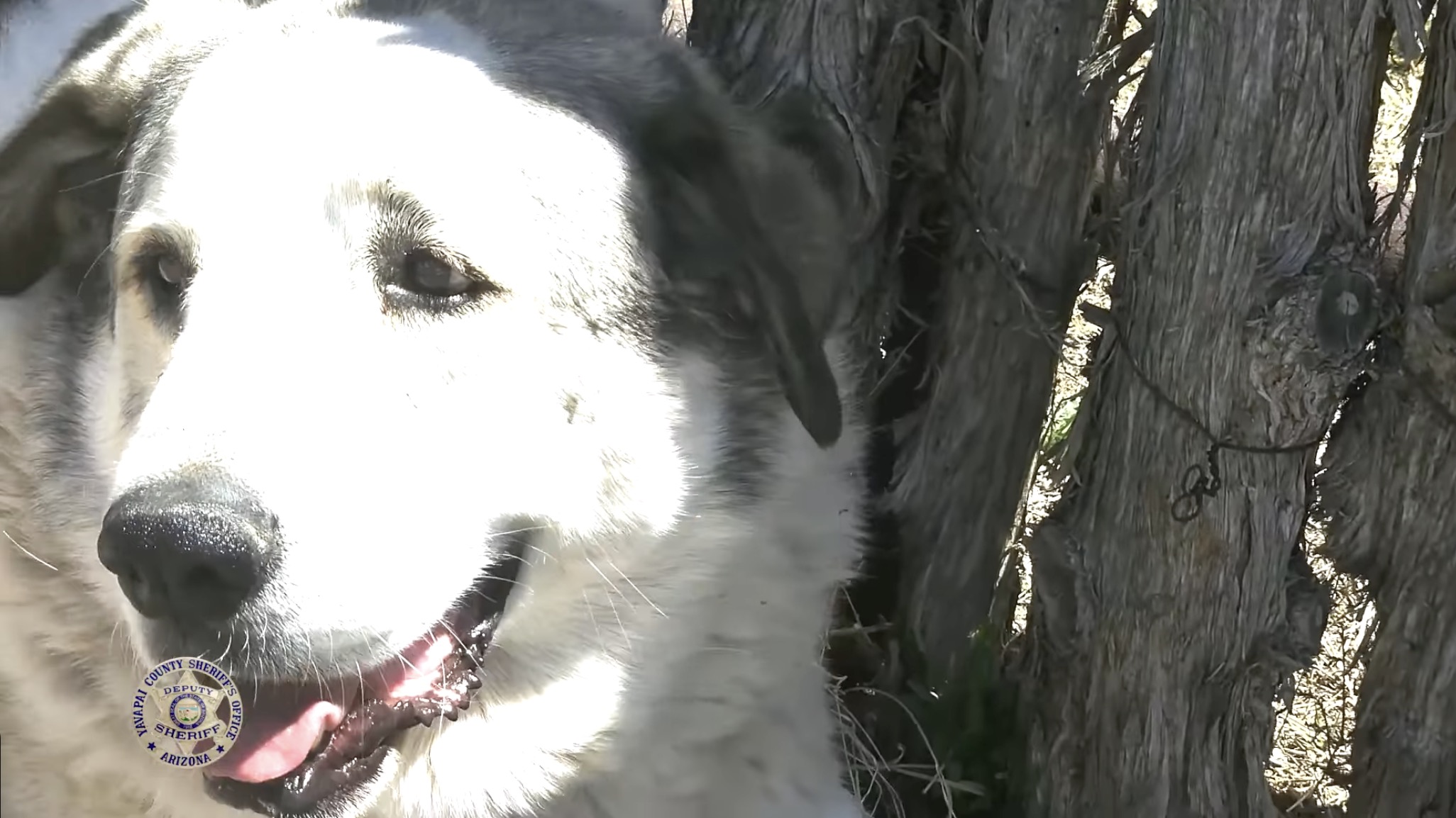 Ranch dog saves toddler lost in the cold, mountain lion-populated Arizona wilderness