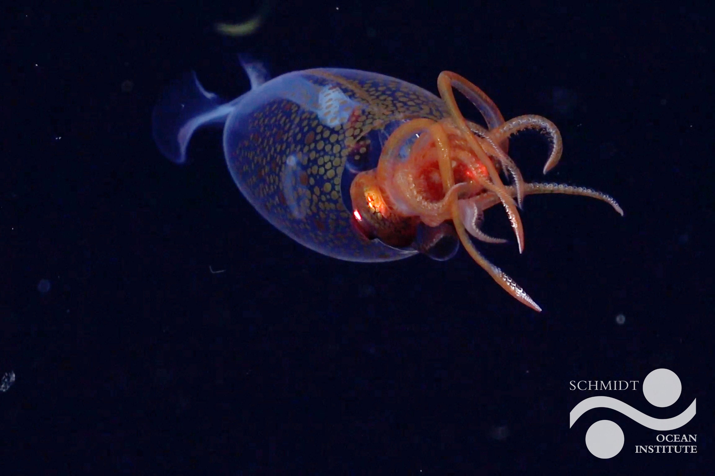 Colossal squid — the world’s largest invertebrate — captured on camera in habitat for the first time